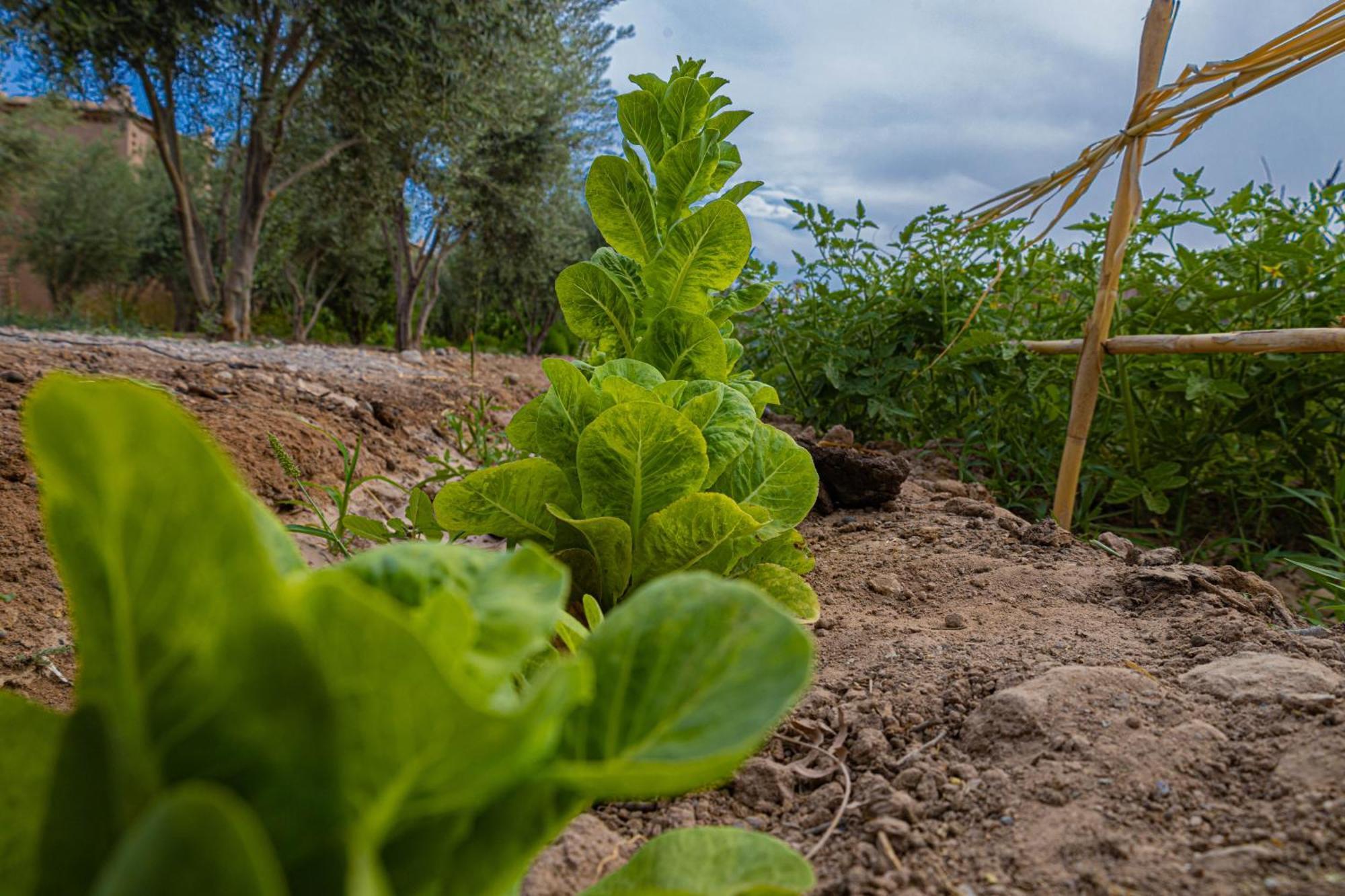Maison D'Hote Amridil Skoura Esterno foto