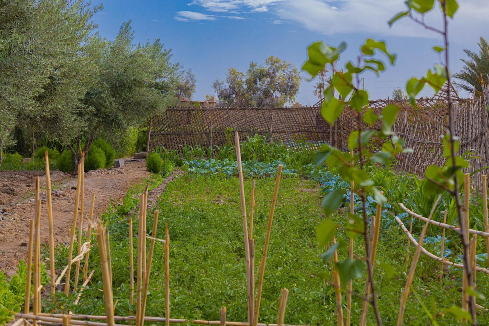 Maison D'Hote Amridil Skoura Esterno foto