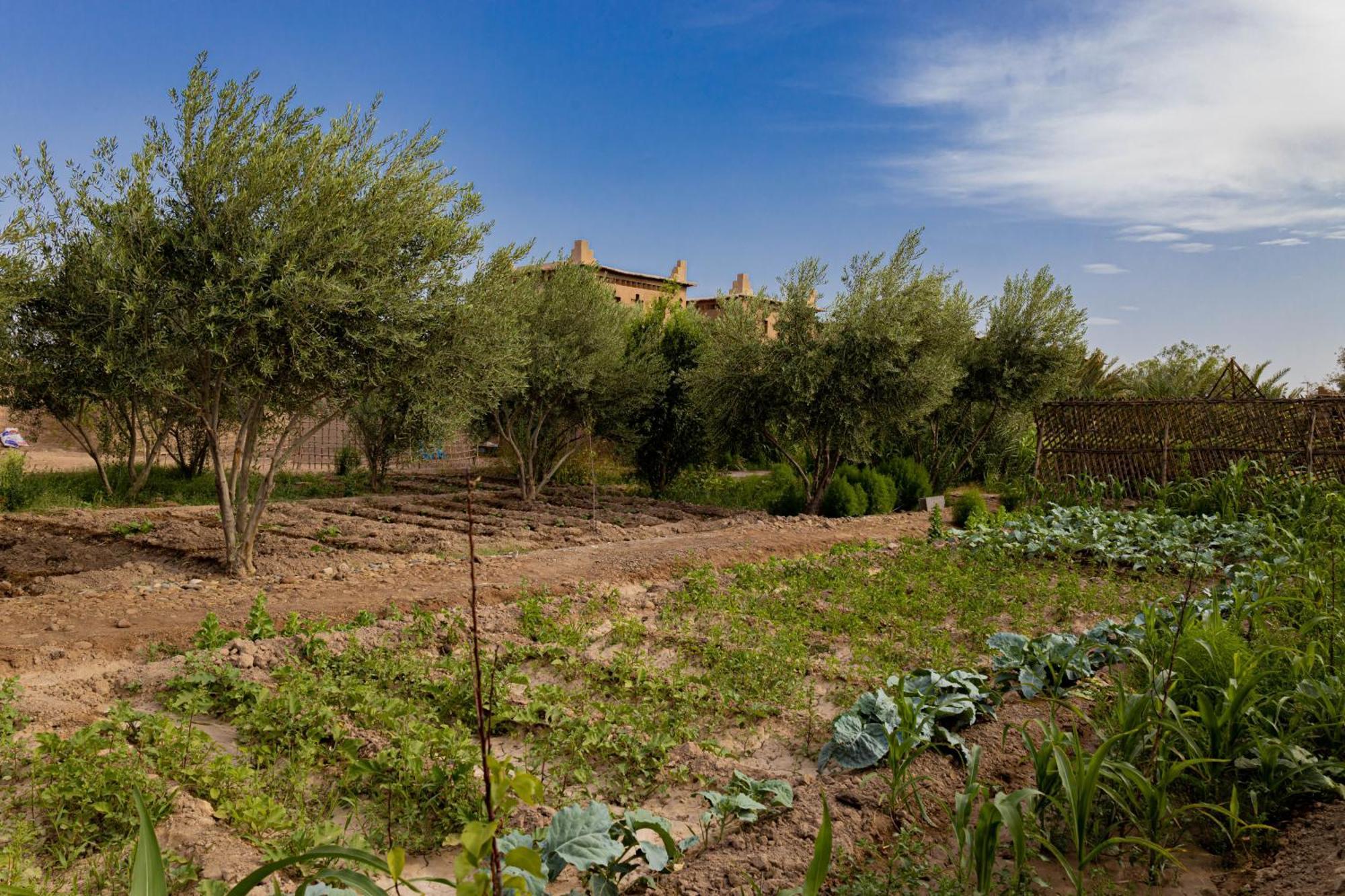 Maison D'Hote Amridil Skoura Esterno foto